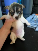 Winchesters Daughter , a female Chihuahua for sale in Carbon Hill, AL – Photo 2 of 2