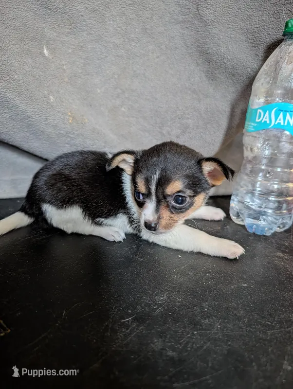 Winchesters Daughter  – Chihuahua puppy for sale in Carbon Hill, AL