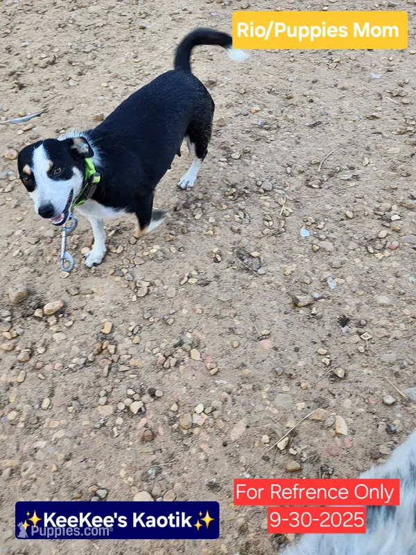 Rio – Chihuahua, Toy Australian Shepherd puppy for sale in Carbon Hill, AL