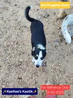 Rio, a female Chihuahua and Toy Australian Shepherd for sale in Carbon Hill, AL – Photo 3 of 4