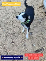 Rio, a female Chihuahua and Toy Australian Shepherd for sale in Carbon Hill, AL – Photo 4 of 4