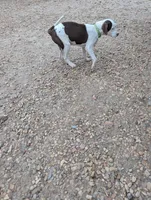 Theo, a male Boxer and Bloodhound for sale in Carbon Hill, AL – Photo 5 of 5