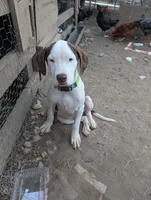 Theo, a male Boxer and Bloodhound for sale in Carbon Hill, AL – Photo 1 of 5
