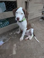 Theo, a male Boxer and Bloodhound for sale in Carbon Hill, AL – Photo 2 of 5