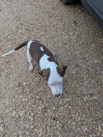 Theo, a male Boxer and Bloodhound for sale in Carbon Hill, AL – Photo 3 of 5