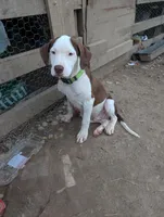 Theo, a male Boxer and Bloodhound for sale in Carbon Hill, AL – Photo 4 of 5