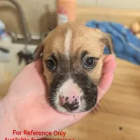 Rudolph, a male Australian Shepherd and Boxer for sale in Carbon Hill, AL – Photo 3 of 7