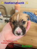 Rudolph, a male Australian Shepherd and American Pit Bull Terrier for sale in Carbon Hill, AL – Photo 2 of 6