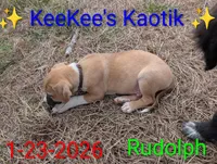 Rudolph, a male Australian Shepherd and American Pit Bull Terrier for sale in Carbon Hill, AL – Photo 5 of 6