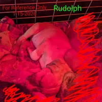 Rudolph, a male Australian Shepherd and Boxer for sale in Carbon Hill, AL – Photo 5 of 7