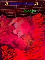 Rudolph, a male Australian Shepherd and American Pit Bull Terrier for sale in Carbon Hill, AL – Photo 4 of 6