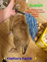 Rudolph, a male Australian Shepherd and American Pit Bull Terrier for sale in Carbon Hill, AL – Photo 3 of 6