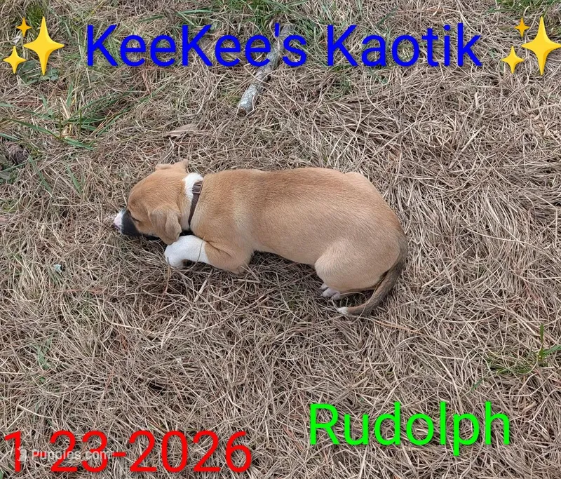 Rudolph, a male Australian Shepherd and American Pit Bull Terrier for sale in Carbon Hill, AL – Photo 1 of 6