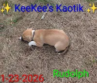 Rudolph, a male Australian Shepherd and American Pit Bull Terrier for sale in Carbon Hill, AL – Photo 1 of 6