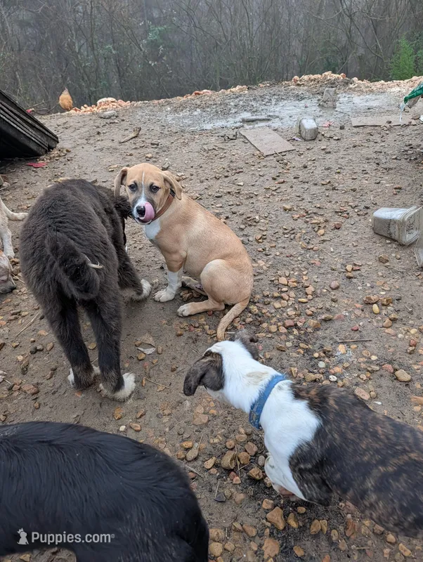 Rudolph – Australian Shepherd, Boxer puppy for sale in Carbon Hill, AL