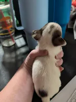 Milton, a male Chihuahua for sale in Carbon Hill, AL – Photo 1 of 2