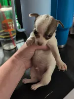 Milton, a male Chihuahua for sale in Carbon Hill, AL – Photo 2 of 2