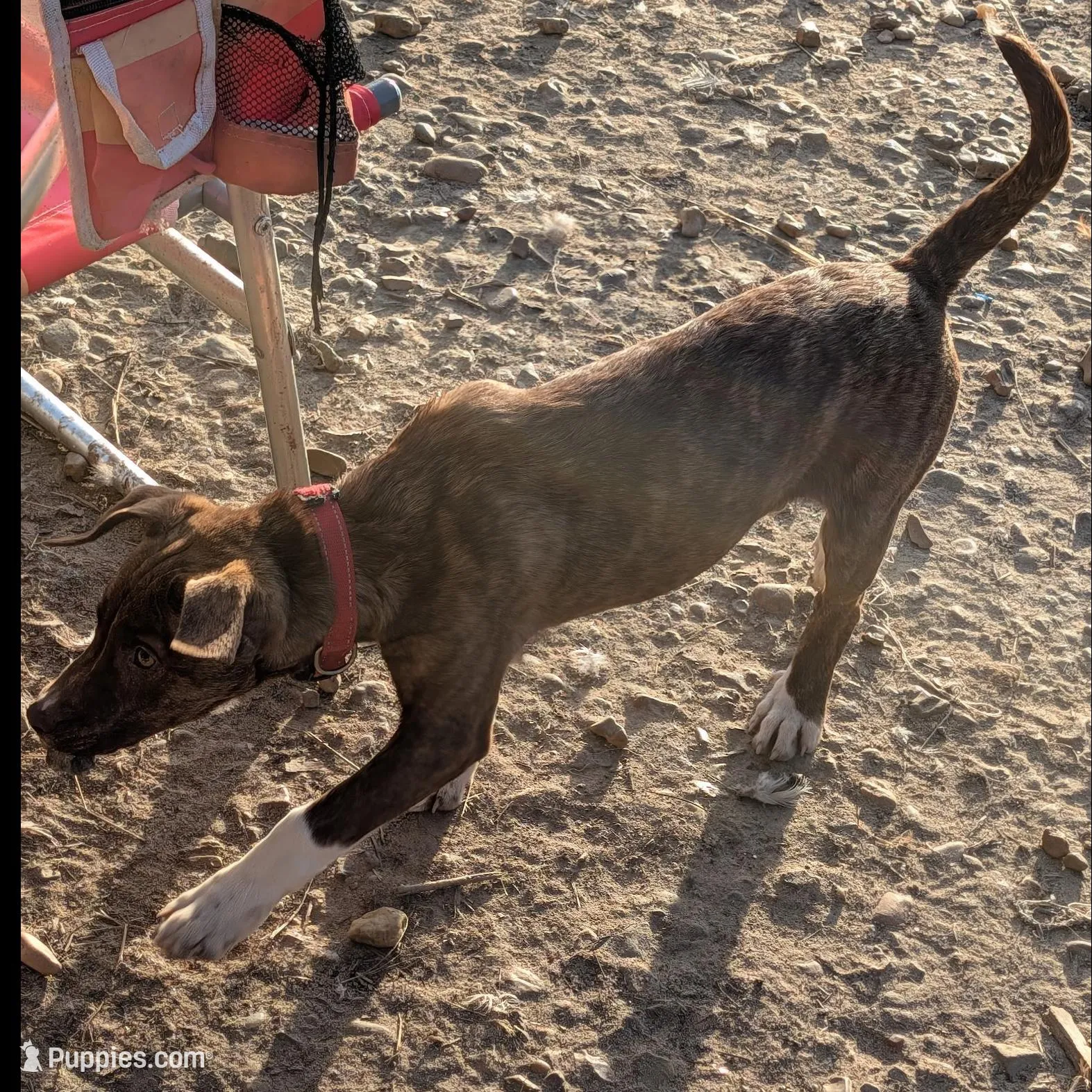 Mateo – Boxer puppy for sale in Carbon Hill, AL