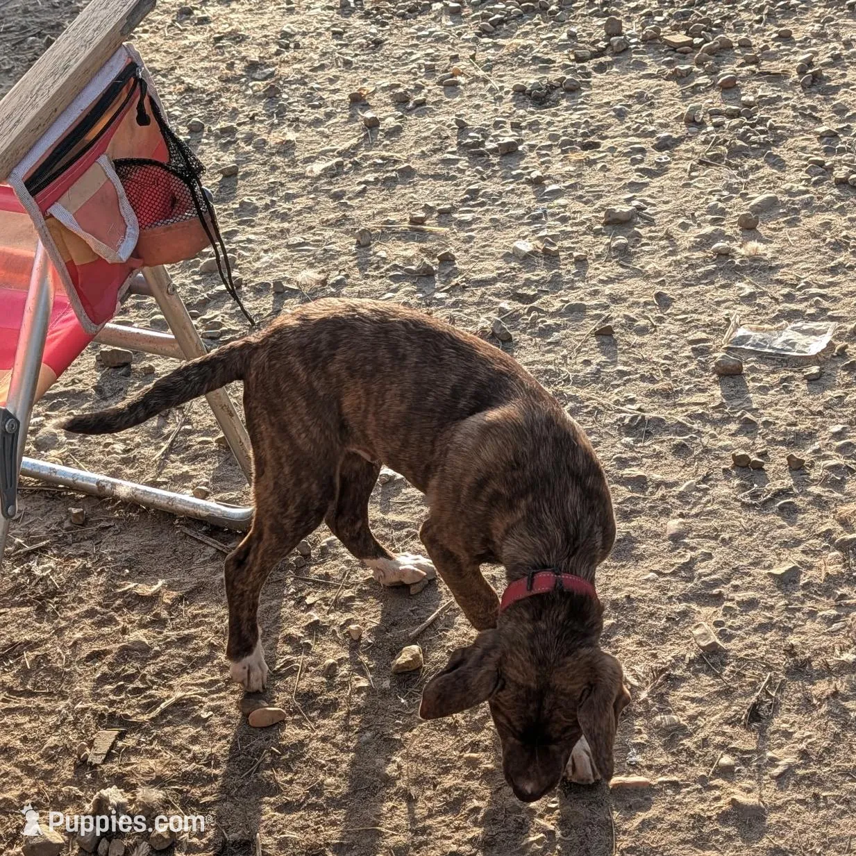 Mateo, a male Boxer for sale in Carbon Hill, AL – Photo 3 of 3