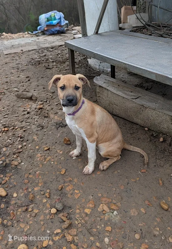 Angel  – Boxer, Chihuahua puppy for sale in Carbon Hill, AL