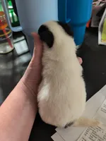 Pomelo, a male Chihuahua for sale in Carbon Hill, AL – Photo 2 of 2