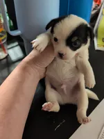 Pomelo, a male Chihuahua for sale in Carbon Hill, AL – Photo 1 of 2