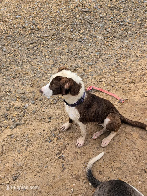 Prancer , a male Australian Shepherd for sale in Carbon Hill, AL – 1 of 1