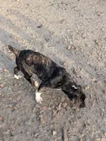 Tank, a male English Coonhound and Boxer for sale in Carbon Hill, AL – Photo 4 of 8
