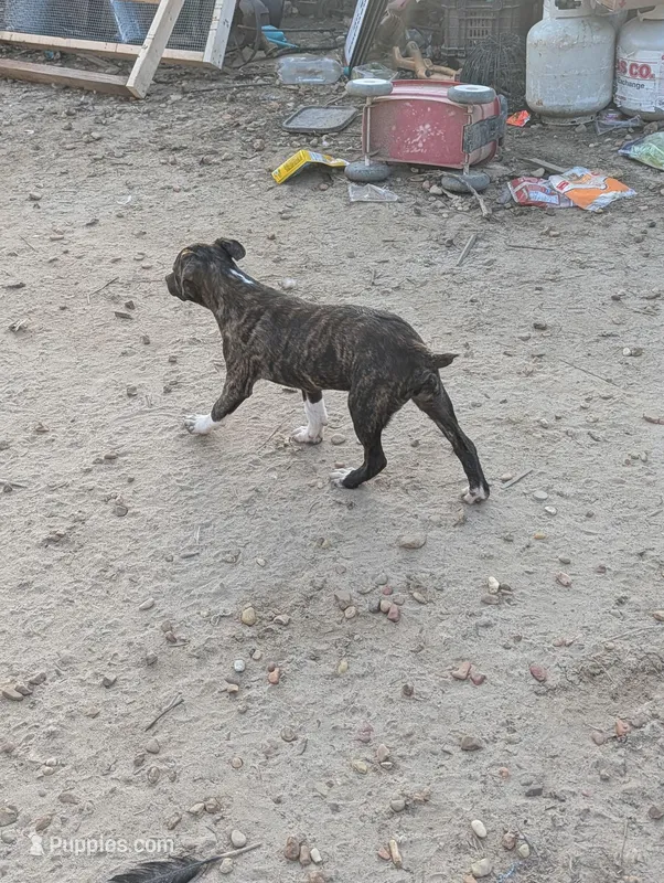 Tank – English Coonhound, Boxer puppy for sale in Carbon Hill, AL