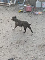 Tank, a male English Coonhound and Boxer for sale in Carbon Hill, AL – Photo 1 of 8