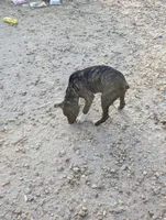 Tank, a male English Coonhound and Boxer for sale in Carbon Hill, AL – Photo 3 of 8