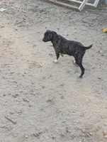 Tank, a male English Coonhound and Boxer for sale in Carbon Hill, AL – Photo 2 of 8