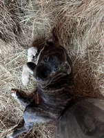 Tank, a male English Coonhound and Boxer for sale in Carbon Hill, AL – Photo 5 of 8