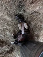 Tank, a male English Coonhound and Boxer for sale in Carbon Hill, AL – Photo 8 of 8