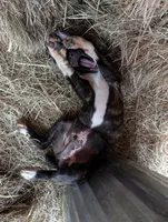 Tank, a male English Coonhound and Boxer for sale in Carbon Hill, AL – Photo 6 of 8