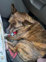 Rubi, a female Australian Cattle Dog for sale in Carbon Hill, AL – Photo 2 of 2
