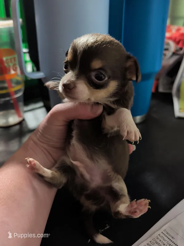 Marksman – Chihuahua puppy for sale in Carbon Hill, AL