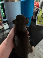 Marksman, a male Chihuahua for sale in Carbon Hill, AL – Photo 2 of 2