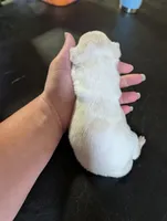 Polar, a female Chihuahua for sale in Carbon Hill, AL – Photo 2 of 2