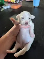 Polar, a female Chihuahua for sale in Carbon Hill, AL – Photo 1 of 2