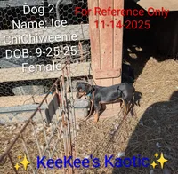 Ice, a female Chihuahua and Miniature Dachshund for sale in Carbon Hill, AL – Photo 3 of 5