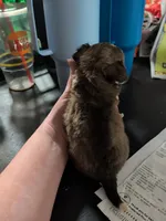 Mohawk, a male Chihuahua for sale in Carbon Hill, AL – Photo 2 of 2