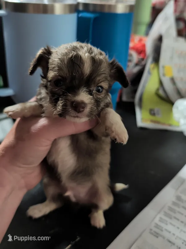 Mohawk – Chihuahua puppy for sale in Carbon Hill, AL