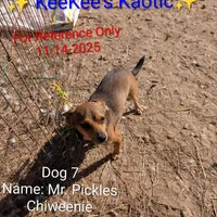 Mr. Pickles , a male Chihuahua for sale in Carbon Hill, AL – Photo 1 of 4