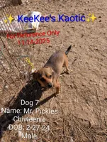 Mr. Pickles , a male Chihuahua for sale in Carbon Hill, AL – Photo 1 of 4