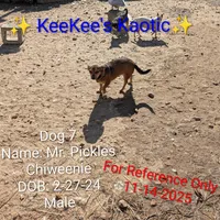 Mr. Pickles , a male Chihuahua for sale in Carbon Hill, AL – Photo 4 of 4