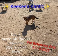 Mr. Pickles , a male Chihuahua for sale in Carbon Hill, AL – Photo 4 of 4