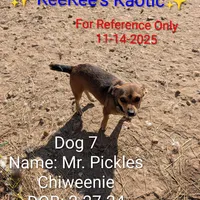 Mr. Pickles , a male Chihuahua for sale in Carbon Hill, AL – Photo 2 of 4