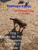 Mr. Pickles , a male Chihuahua for sale in Carbon Hill, AL – Photo 2 of 4