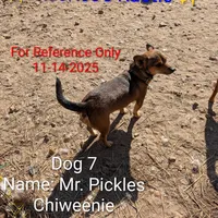 Mr. Pickles , a male Chihuahua for sale in Carbon Hill, AL – Photo 3 of 4